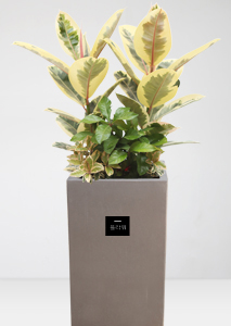 [��������]��äȭ��������1