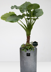 [��������]�˷�ī�þ�7